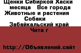 Щенки Сибиркой Хаски 2 месяца - Все города Животные и растения » Собаки   . Забайкальский край,Чита г.